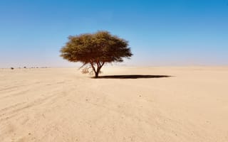 Картинка природа, Сахара, дерево, пустыня, песок, песчаный