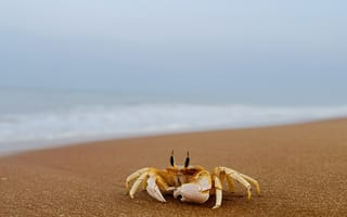 Картинка краб, животные, животное, природа, море, океан, вода, пляж, песок