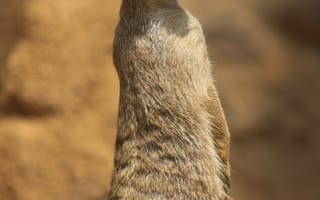 Картинка сурикат, мангуст, животное, животные, природа