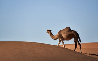 Картинка верблюд, животное, животные, природа, пустыня, песок, песчаный