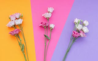 Картинка эустома, цветок, цветы, растение, растения, цветочный, цветной, разноцветный, цвета, розовый, девчачий, для девочек