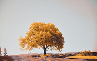Картинка осень, осенние, время года, сезоны, сезонные, дерево, желтый
