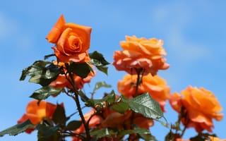Картинка роза, цветок, цветы, растение, растения, цветочный, оранжевый