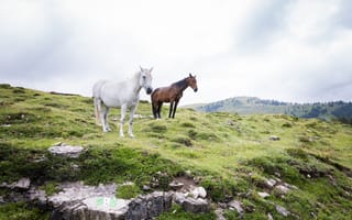 Картинка лошадь, конь, лошади, животные, пара, двое, белый, коричневый, гнедой, гора