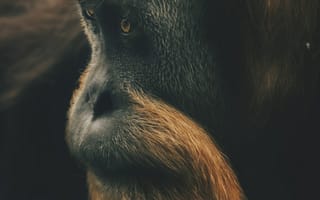 Картинка орангутанг, обезьяна, примат, животное, животные, природа