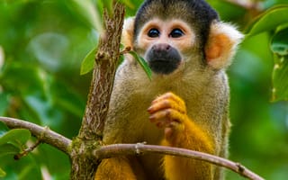 Картинка обезьяна, примат, животное, животные, природа, дерево