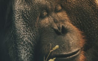 Картинка орангутанг, обезьяна, примат, животное, животные, природа