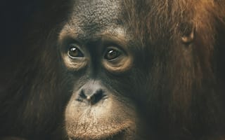 Картинка орангутанг, обезьяна, примат, животное, животные, природа