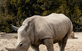 Картинка носорог, рог, животное, животные, природа