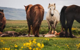 Картинка лошадь, конь, лошади, животные, исландская лошадь, Исландия, луг, гора