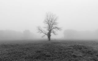 Картинка природа, дерево, поле, туман, дымка