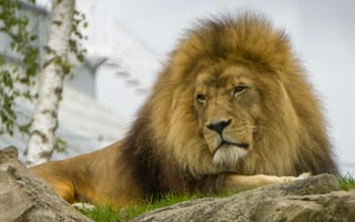 Картинка лев, животные, животное, природа, самец, скала