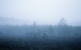 Картинка лес, деревья, дерево, природа, сумерки, утро, утренний, туман, дымка