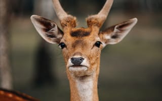 Картинка олень, животные, животное, природа