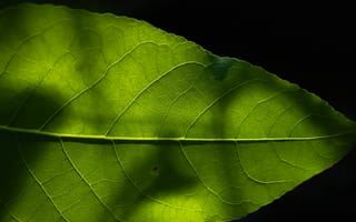 Картинка лист, растение, природа, макро, крупный план, зеленый