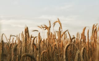 Картинка поле, природа, пшеница, колос, колосок