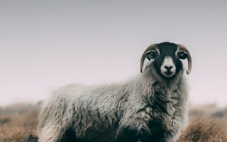 Картинка овца, баран, ягненок, животные, животное, природа, туман, дымка