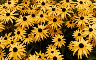 Картинка рудбекия, цветок, цветы, растение, растения, цветочный, желтый