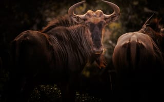Картинка антилопа гну, гну, антилопа, животные, животное, природа