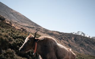 Картинка бык, рогатый, животные, животное, природа, гора