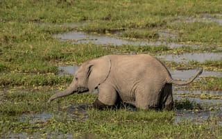 Картинка слон, слоненок, животное, животные, природа, детеныш, маленький, болото, вода