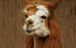 Картинка лама, животное, животные, природа