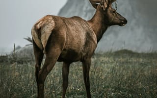 Картинка олень, животные, животное, природа, гора, туман, дымка, вечер