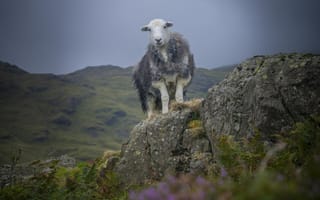 Картинка овца, ягненок, животные, животное, природа, гора, скала, вечер, сумерки