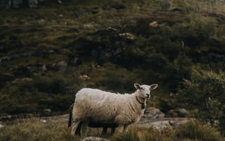 Картинка овца, ягненок, животные, животное, природа, гора, луг