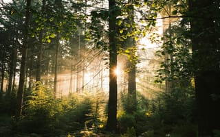 Картинка лес, деревья, дерево, природа, вечер, закат, заход, утро, утренний, рассвет, восход, солнце, свет, лучи, солнечный свет, лучи солнца