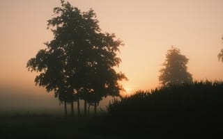 Картинка закаты, вечер, дерево