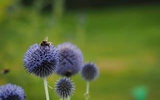 Картинка пчела, насекомое, растение, природа