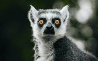 Картинка лемур, животное, животные, природа, портрет