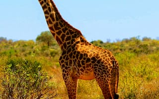 Картинка жираф, животные, животное, природа, саванна, сухая, Африка, африканская