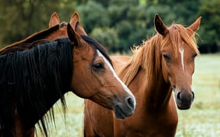 Картинка лошадь, конь, лошади, животные, коричневый, гнедой, пара, двое