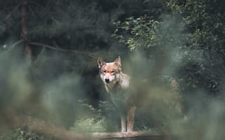 Картинка волк, дикий, хищник, животное, животные, природа, лес, деревья, дерево