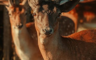 Картинка олень, животные, животное, природа, самец