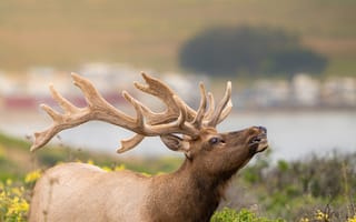 Картинка олень, животные, животное, природа, поле