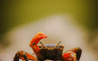 Картинка краб, животные, животное, природа, песок