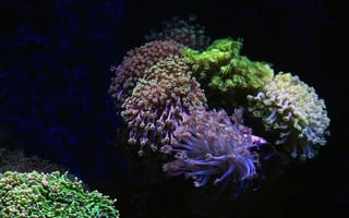Картинка коралл, коралловый риф, экзотический, тропическая, подводный мир, подводный, море, океан, вода, морское дно