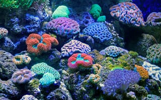 Картинка коралл, коралловый риф, экзотический, тропическая, подводный мир, подводный, море, океан, вода, морское дно, цветной, разноцветный, цвета
