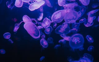 Картинка медуза, подводный мир, щупальца, глубоко, океан, море, вода, животное, подводный, свечение