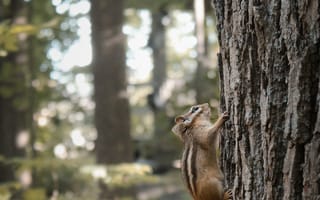 Картинка бурундук, грызун, животные, животное, природа, дерево, лес, деревья
