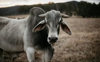 Картинка корова, рогатая, животное, животные, природа