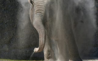 Картинка слон, животное, животные, природа, песок