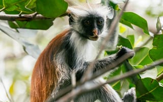 Картинка обезьяна, примат, животное, животные, природа, Занзибар, Танзания, дерево