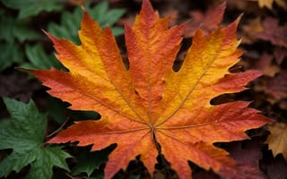 Картинка кленовый лист, лист, клен, осень, осенние, время года, сезоны, сезонные, листья, листва, оранжевый, макро, крупный план