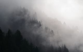 Картинка лес, деревья, дерево, природа, вечер, туман, дымка, облачно, облачный, облака