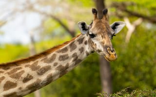 Картинка жираф, животные, животное, природа, лес, деревья, дерево, Танзания, Африка