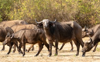 Картинка буйвол, бык, рогатый, животные, животное, природа, стадо, много